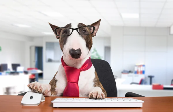 Business dog using his computer