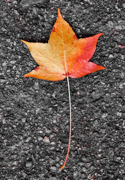 Lone leaf on ground