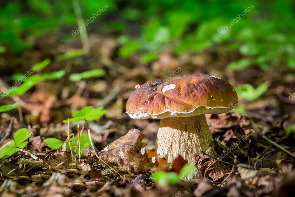 Funghi porcini nel bosco di lecci — Foto Stock © Shaiith79 53408921