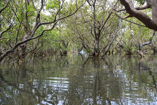 Mangrove forest at rising tide