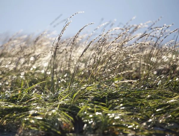 Glittering Beach Grass
