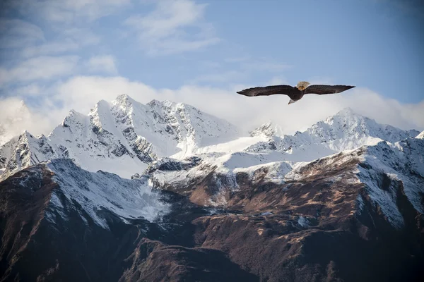 Alaskan mountains with flying eagle.