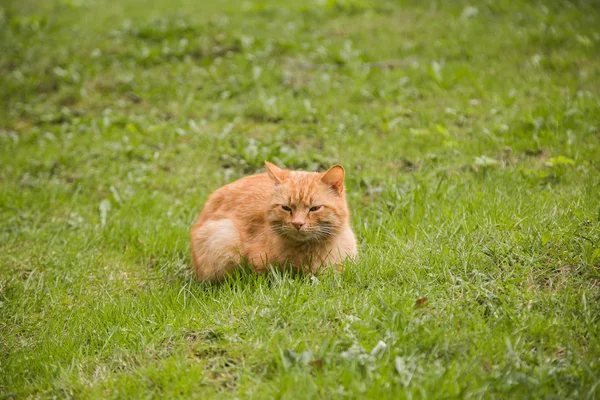 Portrait of red-headed sleepy cat
