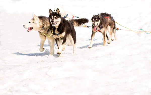 Huskies running in a team in the spring