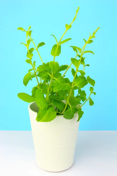 Potted fresh green Mint on table