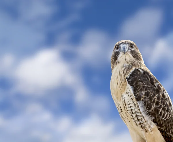 Red Tailed Hawk