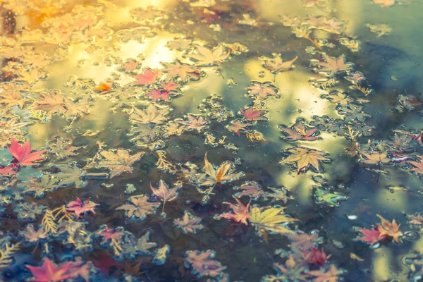 Colorful  Autumn maple leaf on the water ( Filtered image proces