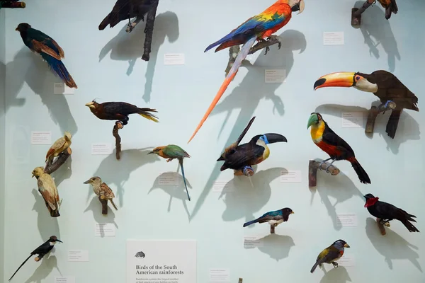 Natural History Museum stuffed South American rain forest birds in London