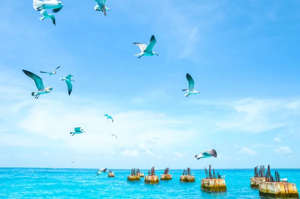 Gulls circling over the sea in search of food on a background of sea and blue sky. Sea birds in flight in search of feed