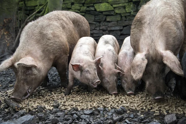 A family of pigs eating pellets of food