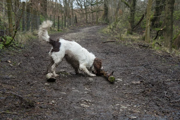 An English springer spaniel playing with a stick