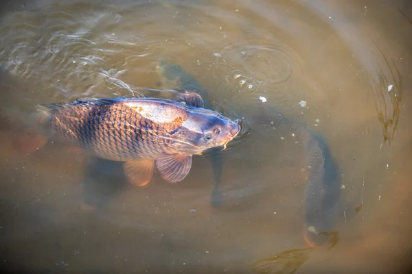 The carp with scales