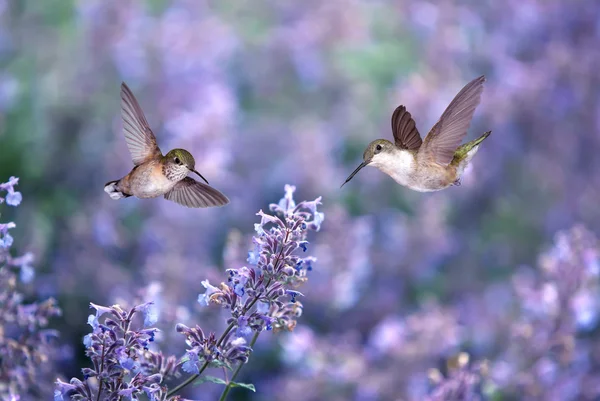 Hummingbirds over background of purple flowers
