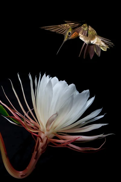 Ruby-throated hummingbird feeding from beautiful tropical flower