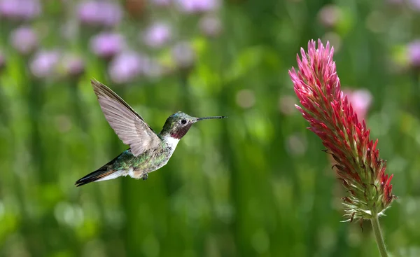 Ruby-throated Hummingbird over green background