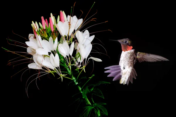 Hummingbird with Beautiful Tropical Flower on Black Background