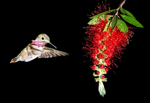 Hummingbird feeding from red beautiful tropical Bottlebrush flow