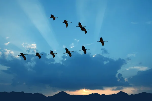 Birds flying against evening sunset in the background