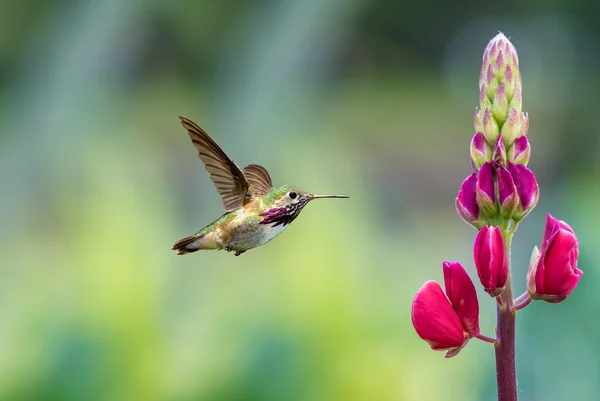 Annas Hummingbird over blurred green summer background