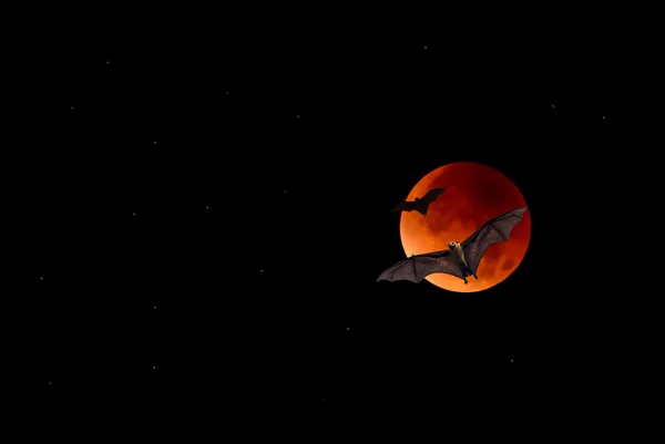 Flying Fox or fruit bat over dark sky