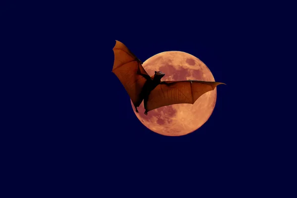 Halloween background with flying bat