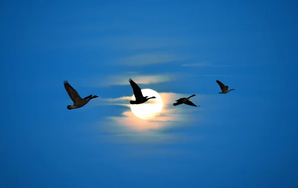 Birds flying against blue sky ecology concept