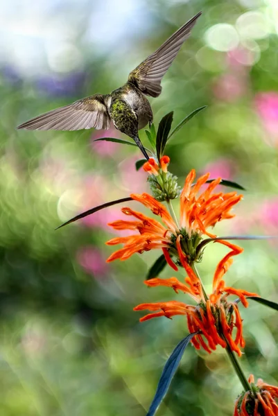 Hummingbird over Blurred Summer Background