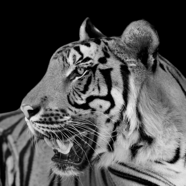 Black and white tiger