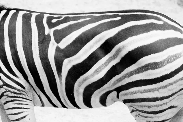 Zebra skin in the zoo