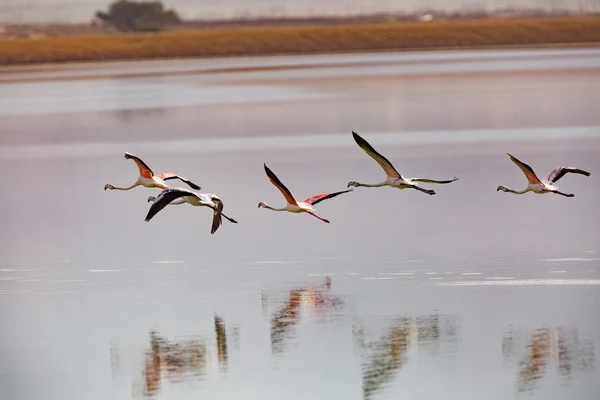 Flamingos in flight, photographed at the salt pans, Eilat, Israe