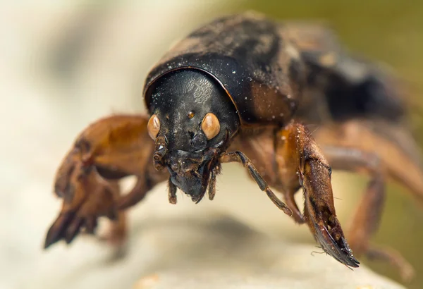 Mole cricket