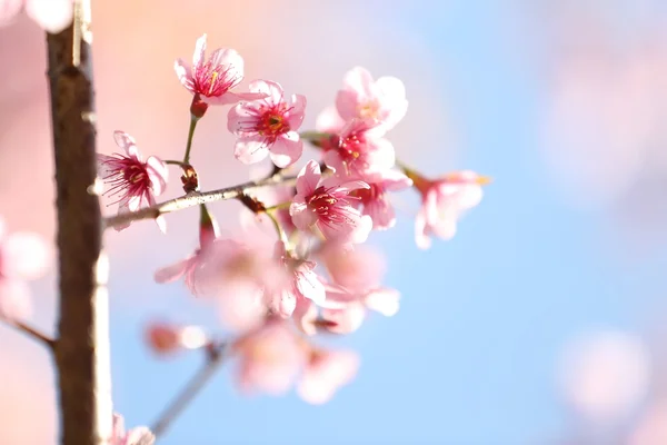 Sakura cherry blossom flowers