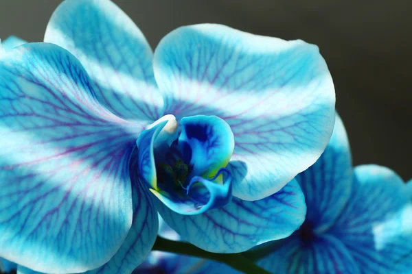 Beautiful blue orchid flowers