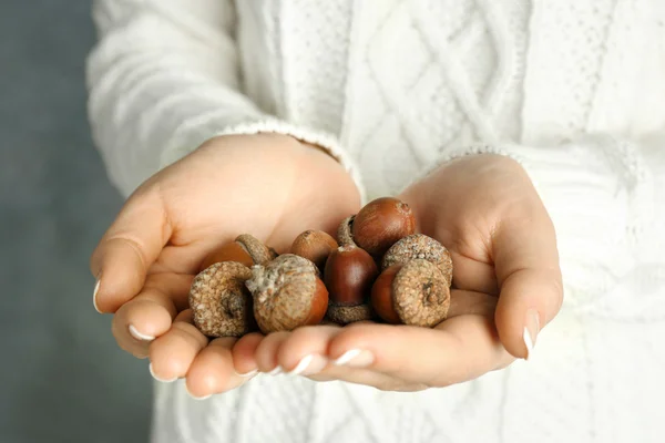 Pile of acorns in woman hands