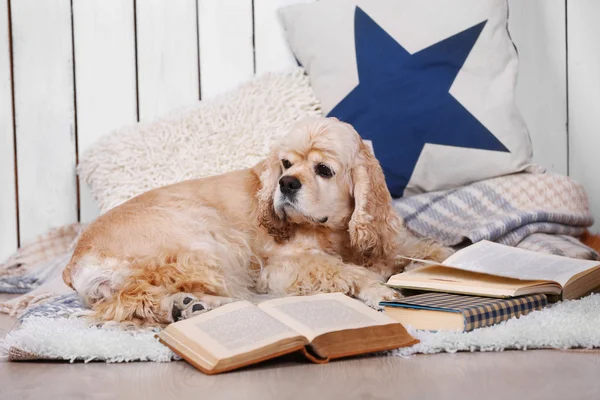 Dog with books on sofa