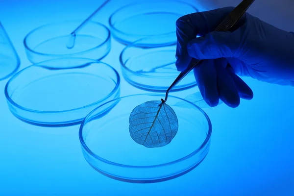 Petri dishes in laboratory