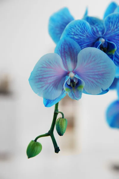 Blossoming branch of blue orchid