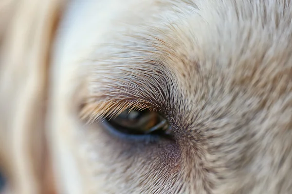 Labrador dog\'s eye