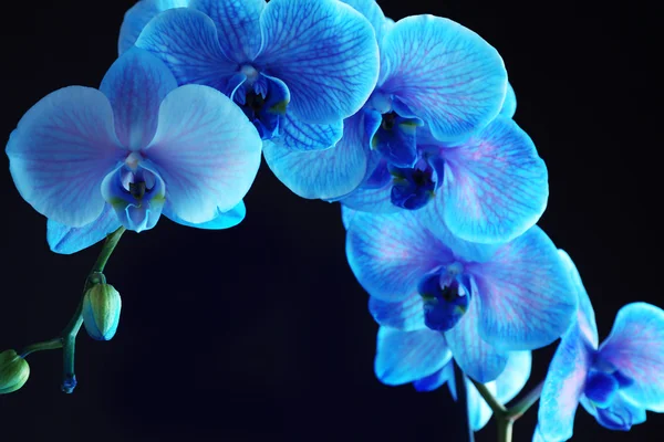 Beautiful blue orchid flower on black background