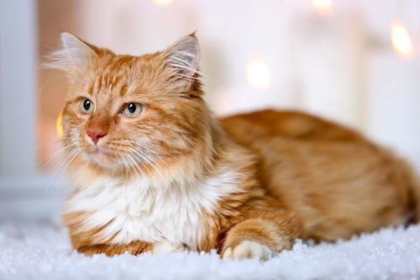 Fluffy red cat lying on a carpet