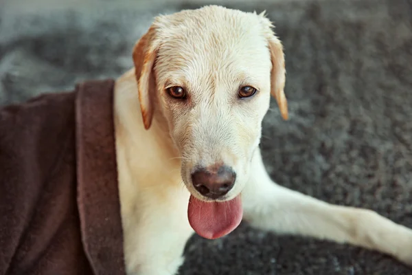 Wet Labrador dog in towel looking out window, closeup