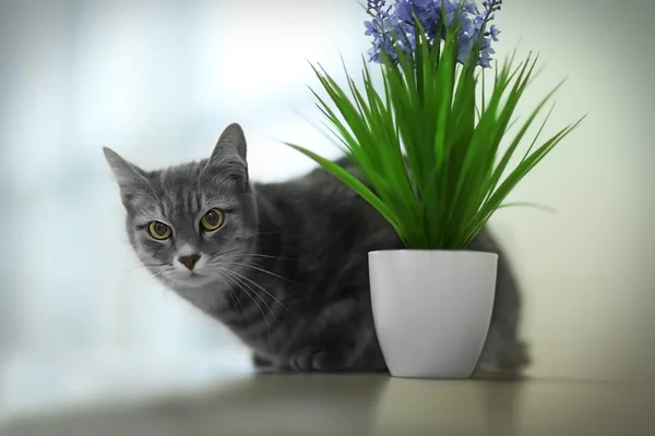 Cat lying on wooden shelf with green plant at home