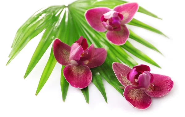 Orchid flowers and palm leaves