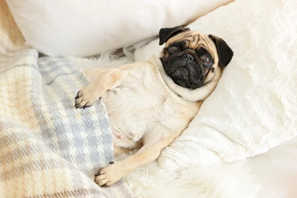 Pug dog lying in bed under blanket