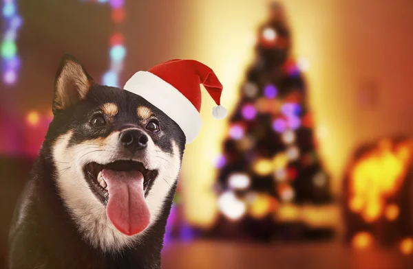 Funny dog with Santa hat