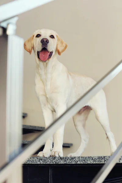 Labrador dog on the stairs