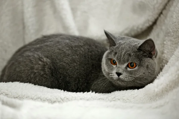 Cat lying on chair