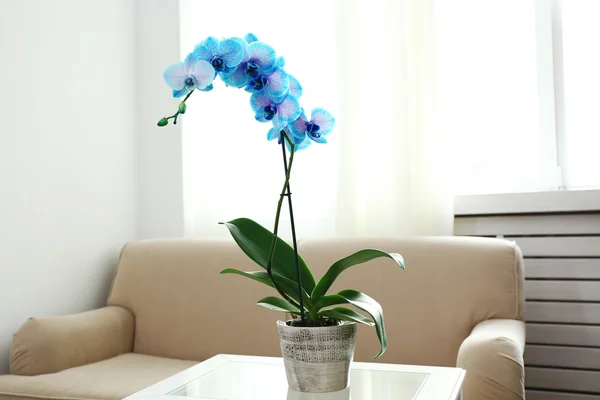 Blue orchid flowers in the room