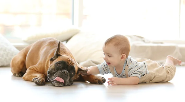 Little baby boy with boxer dog