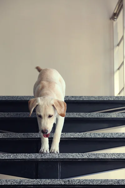 Labrador dog on the stairs